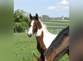 Other Warmbloods, Mare, , 16,2 hh, Pinto