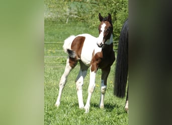 Other Warmbloods, Mare, , 16,2 hh, Pinto