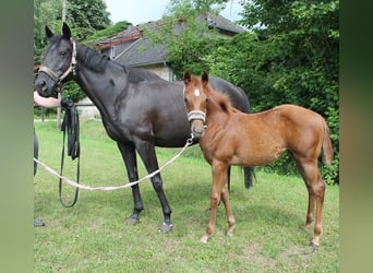 Other Warmbloods, Mare, Foal (03/2023), Chestnut-Red