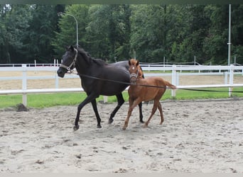 Other Warmbloods, Mare, Foal (03/2023), Chestnut-Red