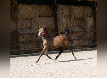 Other Warmbloods Mix, Mare, Foal (03/2023)