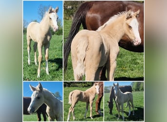 Other Warmbloods, Mare, Foal (03/2026), Palomino