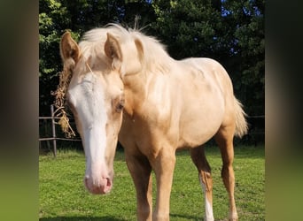 Other Warmbloods, Mare, Foal (03/2026), Palomino