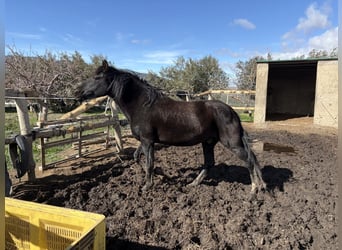 Other Warmbloods Mix, Stallion, 11 years, 15.2 hh, Black