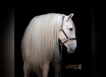 Other Warmbloods, Stallion, 14 years, 16.1 hh, Grey