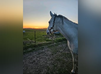 Other Warmbloods Mix, Stallion, 16 years, 16.1 hh, Gray