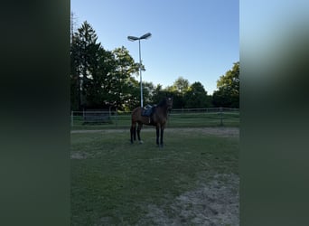 Other Warmbloods, Stallion, 18 years, 16 hh, Brown