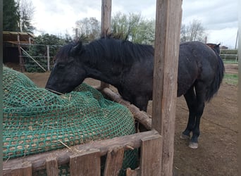 Other Warmbloods, Stallion, 1 year, 13.2 hh, Grey