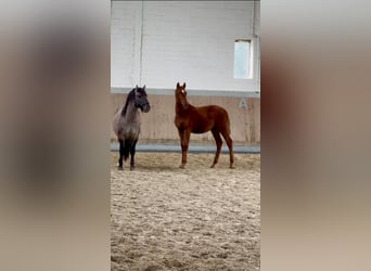 Other Warmbloods, Stallion, 1 year, 16.1 hh, Chestnut-Red