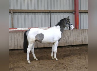 Other Warmbloods, Stallion, 1 year, 16.1 hh, Pinto