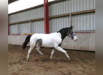 Other Warmbloods, Stallion, 1 year, 16.1 hh, Pinto