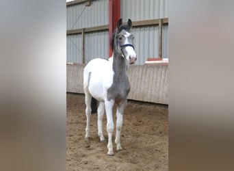 Other Warmbloods, Stallion, 1 year, 16.1 hh, Pinto