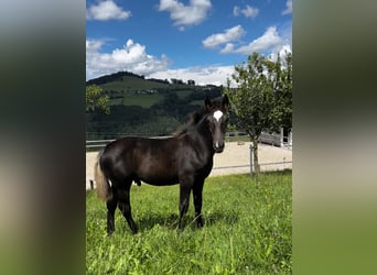 Other Warmbloods, Stallion, 1 year, 16 hh, Black