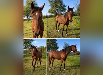 Other Warmbloods Mix, Stallion, 1 year, 16 hh, Brown