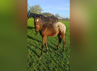 Other Warmbloods, Stallion, 1 year, 16 hh, Leopard-Piebald