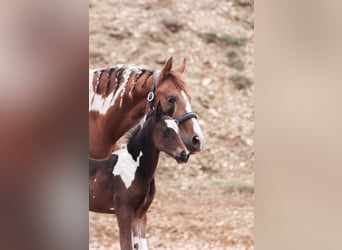 Other Warmbloods, Stallion, 1 year, 16 hh, Pinto