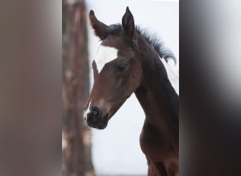 Other Warmbloods, Stallion, 1 year, 16 hh, Pinto