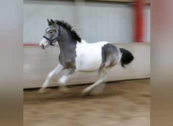 Other Warmbloods, Stallion, 1 year, 16,1 hh, Pinto