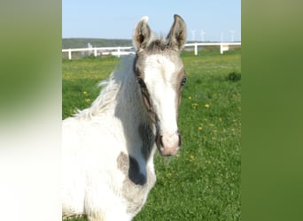 Other Warmbloods, Stallion, 1 year, 16,2 hh, Pinto