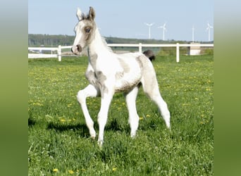 Other Warmbloods, Stallion, 1 year, 16,2 hh, Pinto