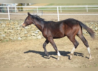 Other Warmbloods, Stallion, 1 year, Bay-Dark