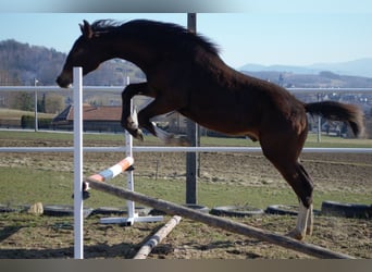 Other Warmbloods, Stallion, 1 year, Bay-Dark