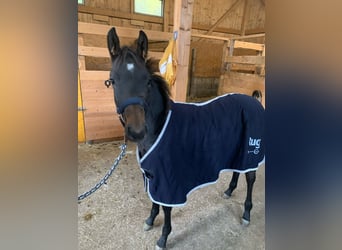 Other Warmbloods Mix, Stallion, 1 year, Bay-Dark