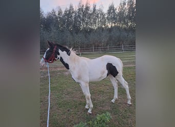 Other Warmbloods Mix, Stallion, 1 year, Pinto