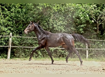 Other Warmbloods, Stallion, 2 years, 15,1 hh, Smoky-Black