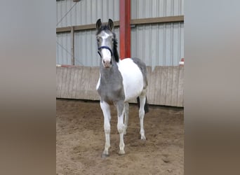 Other Warmbloods, Stallion, 2 years, 16.1 hh, Pinto