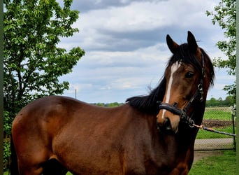 Other Warmbloods, Stallion, 2 years, 16.2 hh, Brown