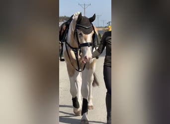 Other Warmbloods, Stallion, 2 years, 16.2 hh, Buckskin