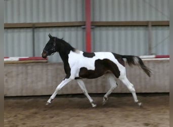 Other Warmbloods, Stallion, 2 years, 16.2 hh, Pinto