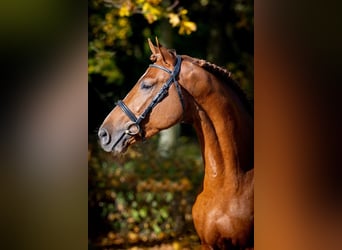 Other Warmbloods, Stallion, 2 years, 16 hh, Chestnut-Red