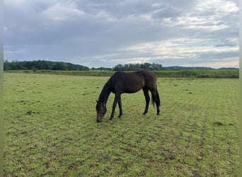 Other Warmbloods, Stallion, 2 years, 16,2 hh, Brown