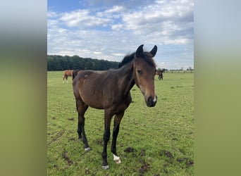 Other Warmbloods, Stallion, 2 years, 16,2 hh, Brown