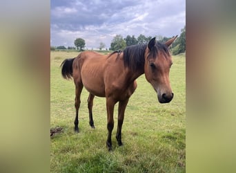 Other Warmbloods, Stallion, 2 years, 16,2 hh, Brown