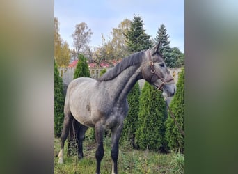 Other Warmbloods, Stallion, 3 years, 12.2 hh, Gray-Blue-Tan