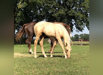 Other Warmbloods, Stallion, 3 years, 16.2 hh, Palomino