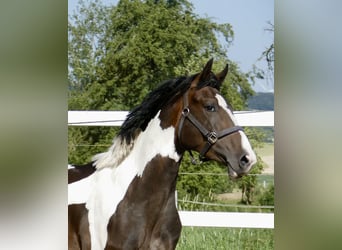 Other Warmbloods, Stallion, 3 years, 16.2 hh, Pinto