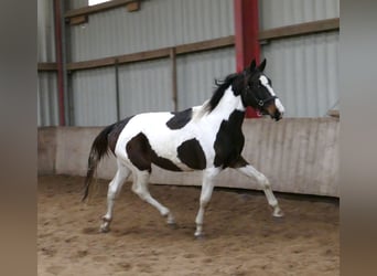 Other Warmbloods, Stallion, 3 years, 16.2 hh, Pinto