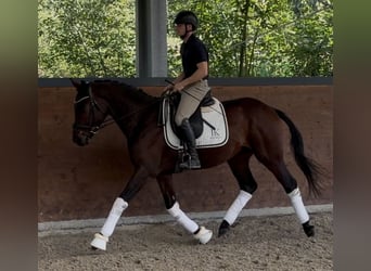 Other Warmbloods, Stallion, 3 years, 16 hh, Brown