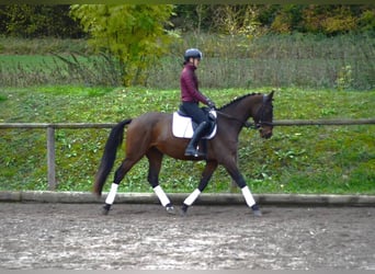 Other Warmbloods, Stallion, 3 years, 16 hh, Brown