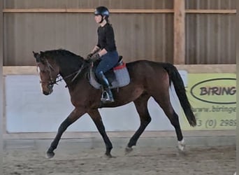 Other Warmbloods, Stallion, 3 years, 16 hh, Brown