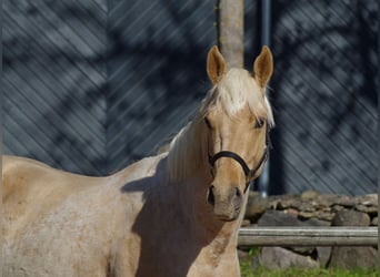 Other Warmbloods, Stallion, 3 years, 16 hh, Palomino