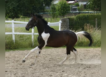 Other Warmbloods, Stallion, 3 years, 16,3 hh, Pinto