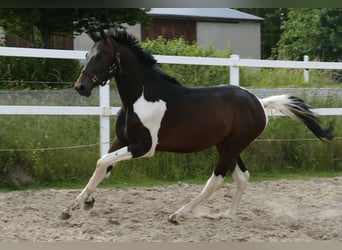 Other Warmbloods, Stallion, 3 years, 16,3 hh, Pinto