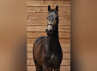 Other Warmbloods, Stallion, 3 years, Buckskin