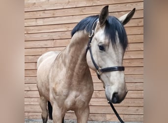 Other Warmbloods, Stallion, 3 years, Buckskin