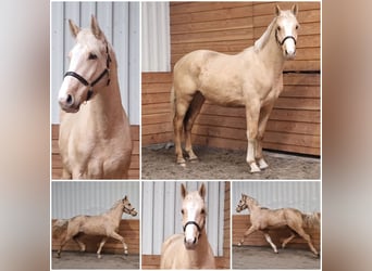 Other Warmbloods, Stallion, 3 years, Palomino